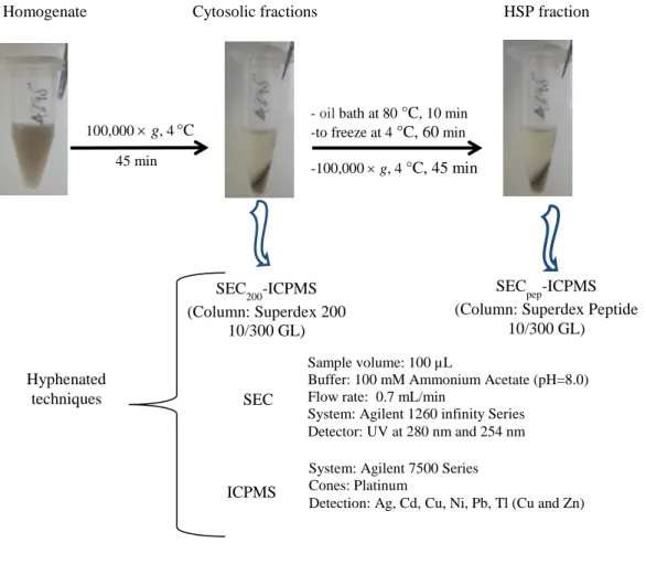 Figure 4.2: Schematic illustration of the  hyphenated  approach  (SEC-ICPMS) applied to the cytosol and  the HSP fraction of Chaoborus larvae
