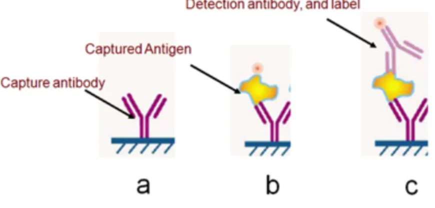 Figure 2.1  Schematic  of  a  Solid  phase  sandwich  ELISA-type  process  used  to  measure  the  concentration  of  proteins  in  the  solution