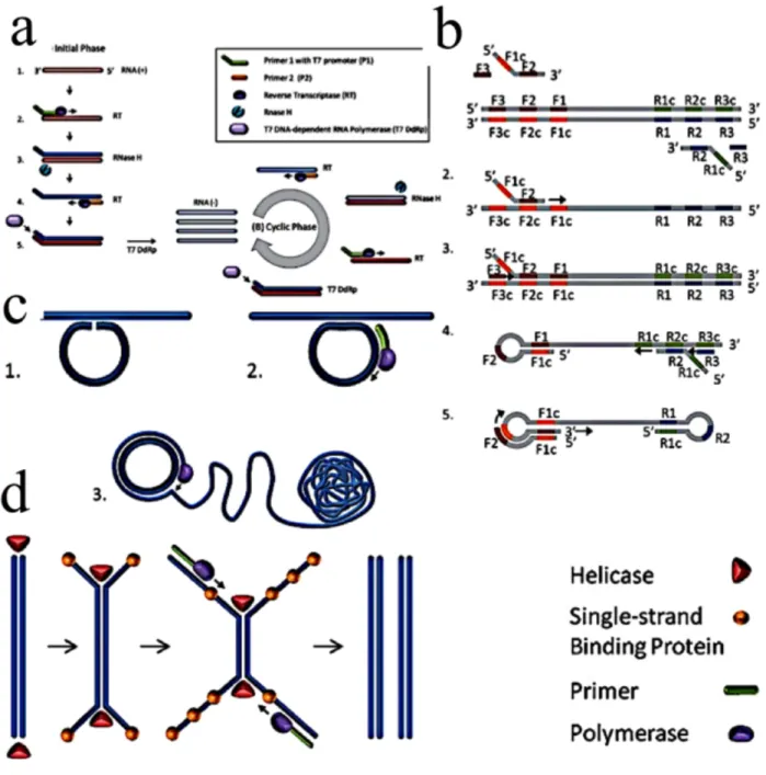 Figure 2.4      Schematic  representation  of  various  isothermal  amplification  reaction  processes