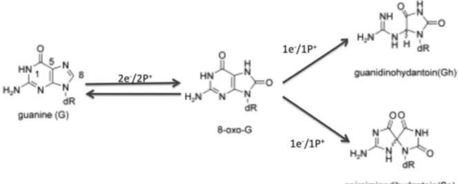 Figure 2.8   Schematic of the guanine oxidation.  