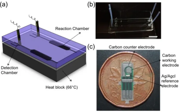 Fig. 3.1    Schematic  representation  of  the  microfluidic  chip  for  E.coli  detection