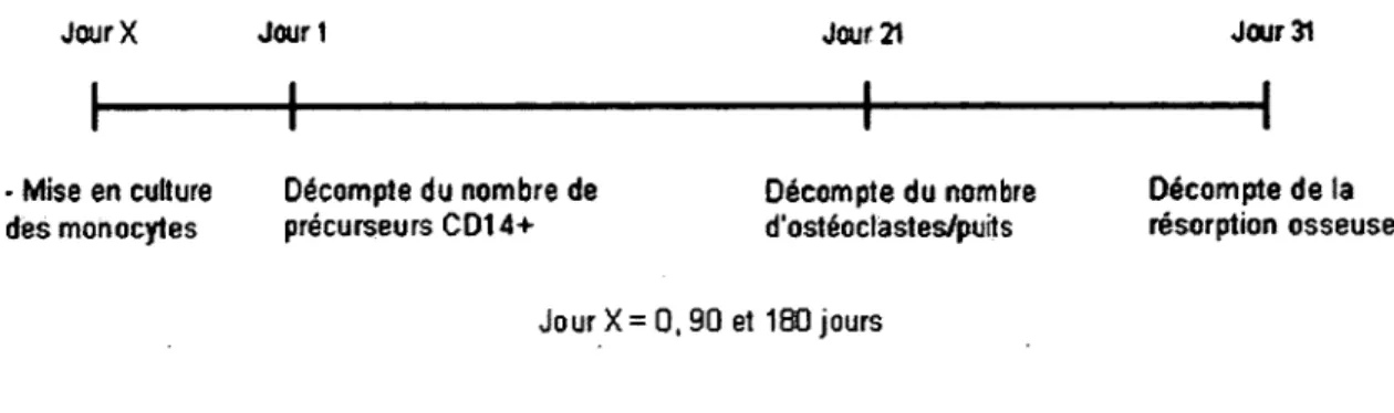 Figure 17  : Plan de Tostéoclastogénèse in vitro pour chacune des visites de l’étude.