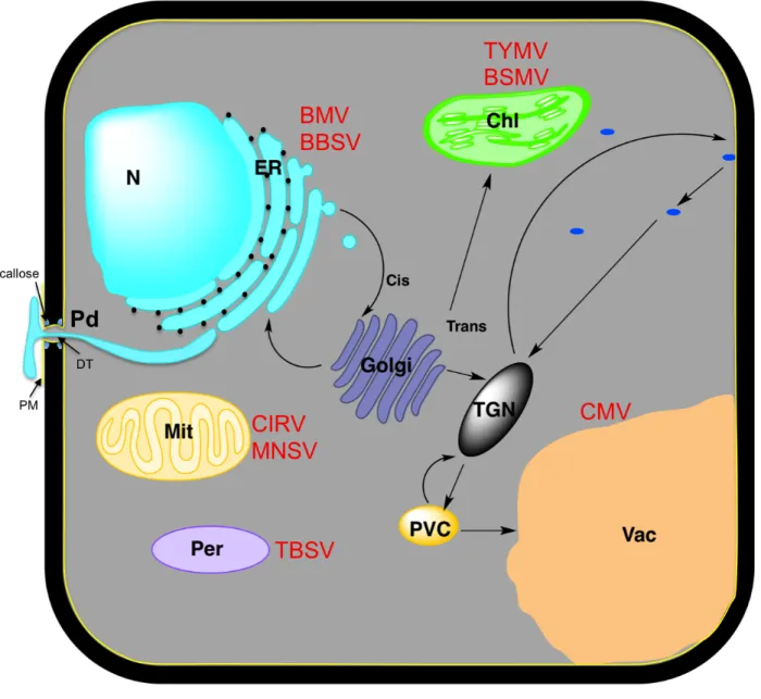 Figure 6. Schematic representation of a plant cell. 