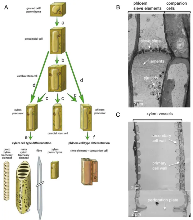 Figure 10. Differentiation and structure of plant vascular tissue. 