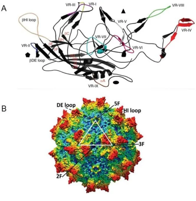 Figure 1.12 Adeno-associated virus (AAV) capsid structure.  