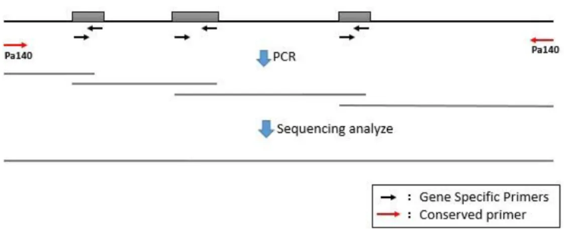 Figure 2.1 Model for identifying new viruses’ genome sequence from SISPA results. 