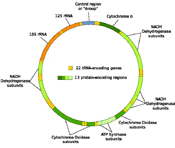 Figure 2.4  Génome mitochondrial humain   (image libre de droits d’auteur) 