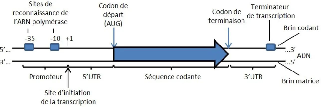 Figure I.2. : La structure du gène bactérien (Adapté de Willey et  al., 2008). Exemple de  l’organisation typique d’un gène bactérien encodant une protéine