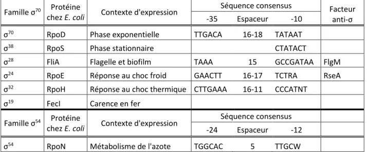 Tableau I.1. Les différents facteurs sigma chez E. coli (Adapté de Wosten, 1998). 