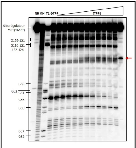 Figure  1.6.  :  SroA  peut  être  généré  en  petite  quantité  par  un  clivage  site-spécifique  en  absence  de  protéines
