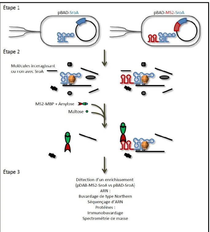 Figure 2.1. : Purification d’affinité de SroA à l’aide de la technique MS2-TRAP. Étape 1 : 