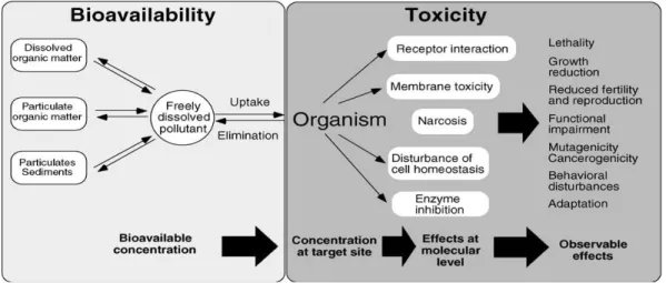 Figure 1.2.  Fraction biodisponible et toxicité (Fent, 2003)   