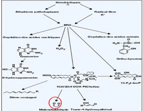 Figure 1.7. Schéma général de l’oxydation des acides aminés, des lipides et des acides nucléiques au cours du  stress oxydant (d’après Zmart et al., 1999)