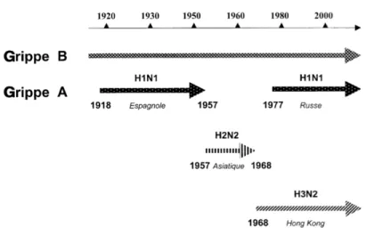 Figure 1 : Circulation épidémique des virus grippaux A et B au cours du 20 e  siècle  (Tiré de (Beby- (Beby-Defaux et al., 2003) 