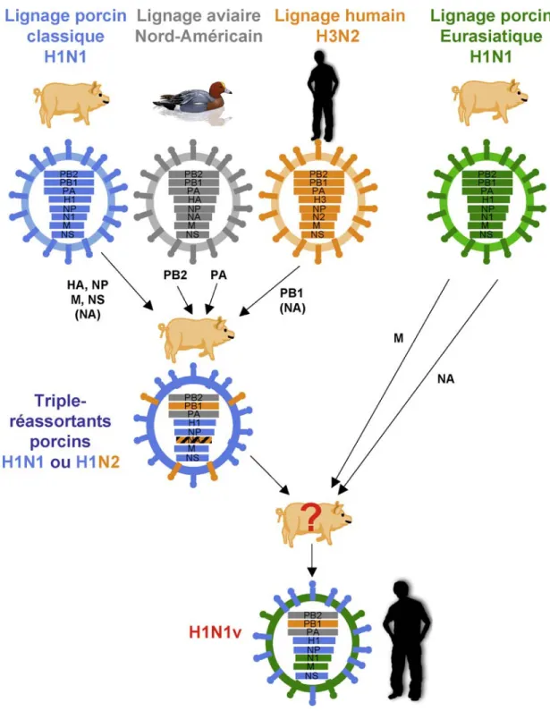 Figure 2 : Exemple de réassortiment antigénique avec la phylogénie du virus pandémique H1N1v (tiré de  (Munier et al., 2010)