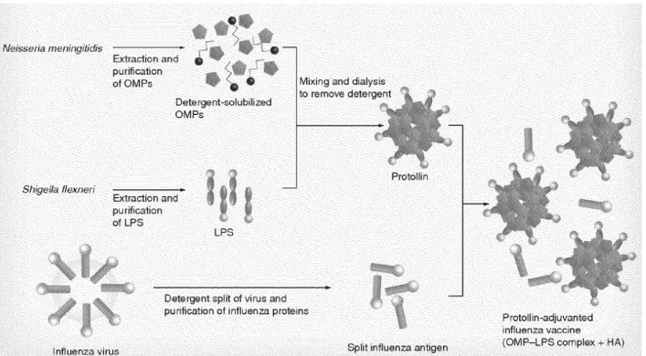Figure 5: Formation du vaccin nasal Protollin (tiré de (Burt et al., 2011). 