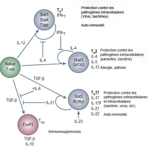 Figure 6 : Différenciation des différents types de cellules T auxiliaires (modifiée de (Deenick et al., 2007) 