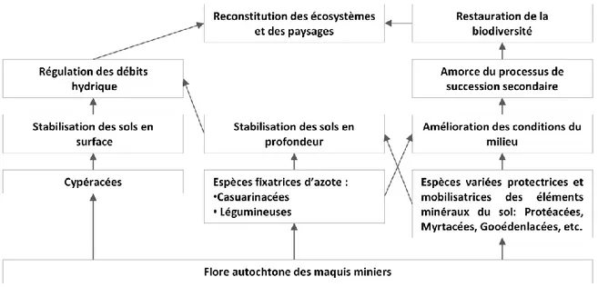 Figure 2.1 Rôle écologique des différentes familles utilisées en revégétalisation des sites miniers   (adapté de Jaffré et al., 1997) 