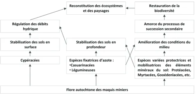 Figure 2.1 Rôle écologique des différentes familles utilisées en revégétalisation des sites miniers   (adapté de Jaffré et al., 1997) 