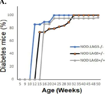 Figure 5. NODSTAT5B+ and NOD mice monitored for diabetes development upon  being made heterozygotes or complete knockouts for LAG-3
