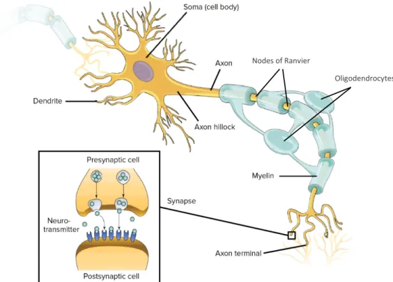 Figure 1: Structure of neurons and synapses.  Representative scheme of a typical neuron  containing the cell body (soma) with the dendrites and the axon covered by myelin and ends with  the axon terminal