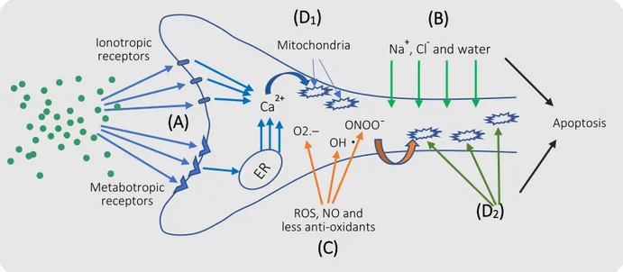 Figure 5: Molecular mechanisms of glutamate excitotoxicity.  (A)  Excess extracellular  glutamate triggers hyperexcitation of neuronal ionotropic glutamate receptors and metabotropic  receptors, resulting in augmentation of the [Ca 2+ ] i  level caused by 