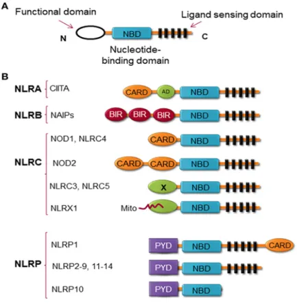 Figure 6: Structure of NLRs. (A) NLR proteins contain 3 domains, the C-terminal LRR, which  is the ligand sensing domain, the central NBD, and the N-terminal functional domain