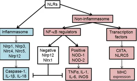 Figure 7: Functional classification of NLRs. Functionally, NLRs could be categorized into the  inflammasome or non-inflammasome forming members