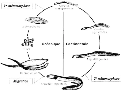 Figure 1.2 : Cycle  de vie  des anguilles d'Amérique  et d'Europe.  Image  tirée  et modifiée  du  site internet du Ministère des richesses  naturelles de I'Ontario  (2010)