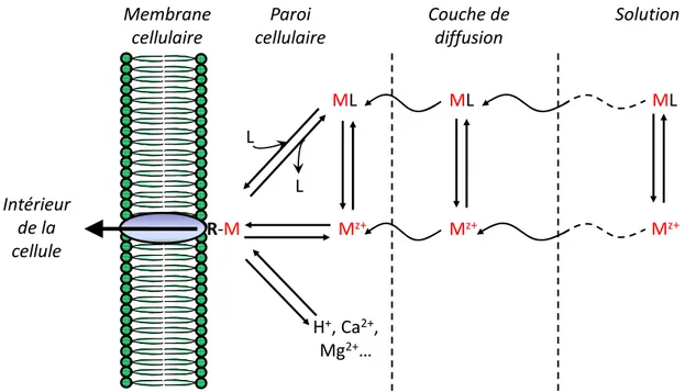 Figure 1 : Schéma conceptuel représentant les interactions métal-organisme (inspiré de  Campbell (1995))