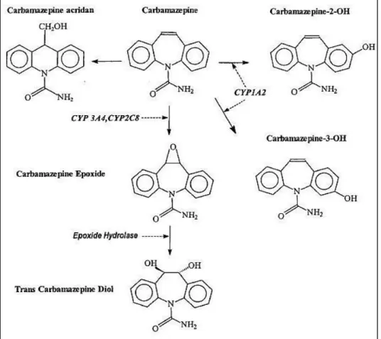 Figure 12 : Schématisation de la métabolisation de la CBZ et formation de principaux métabolites (Reith et al., 2000) 