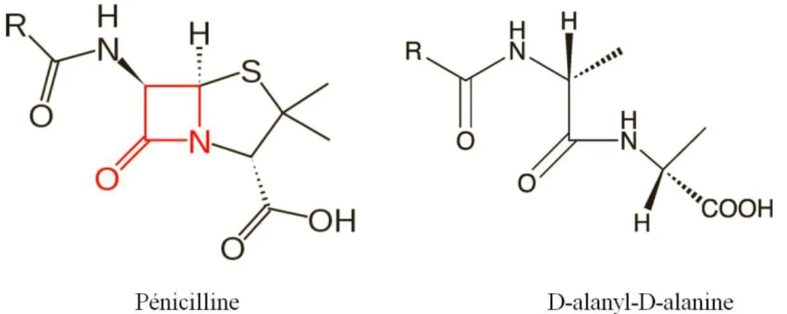 Figure  1.4  Structures  de  la  pénicilline,  une  β-lactamine  et  du  substrat  d’une  protéine  liant  le  peptidoglycane ( D -Ala- D -Ala)