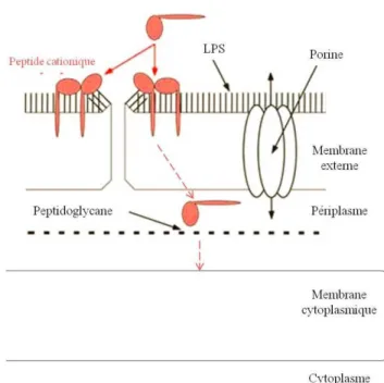 Figure  1.6  Mode  d’action  des  peptides  cationiques.  Déstabilisation  de  la  membrane  externe  et  accumulation au niveau de la membrane cytoplasmique