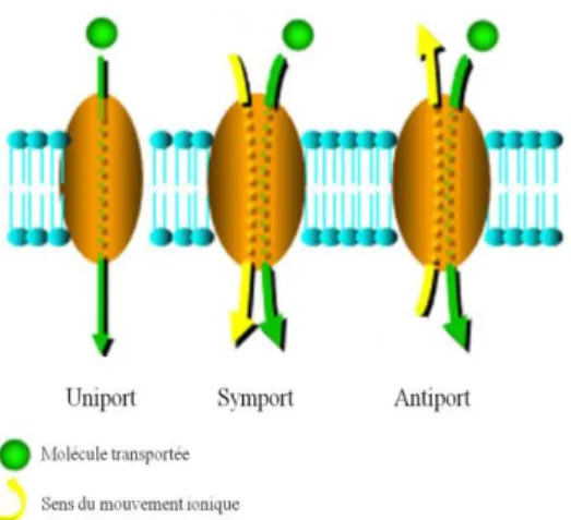 Figure  1.9  Trois  modes  de  fonctionnement  des transporteurs  de la  superfamille MFS