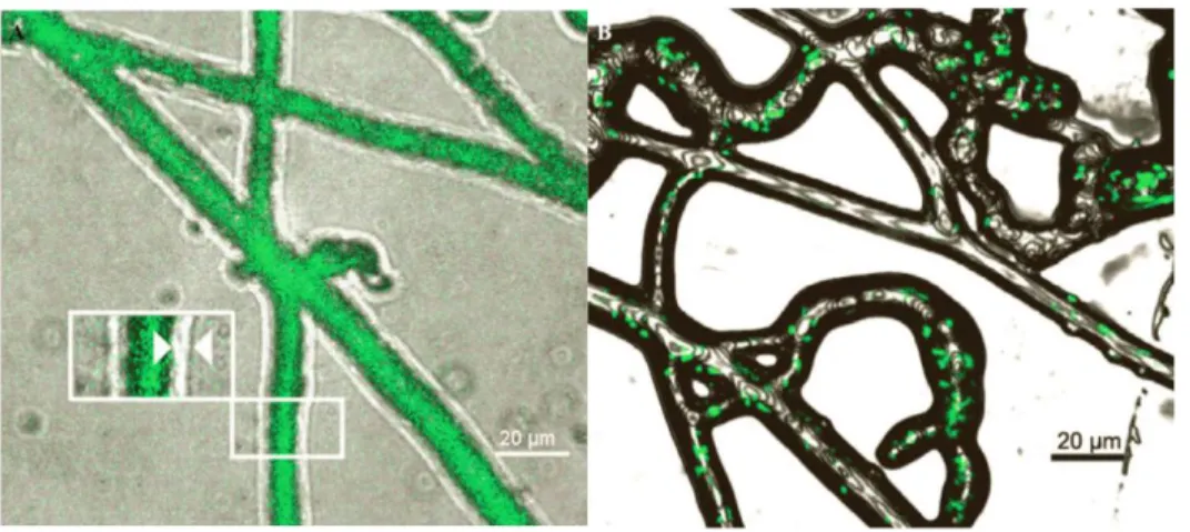 Figure 1.11 Photos de microscopie confocale à balayage laser (A) des hyphes de P. ultimum (vert)  entourées d’un film liquide, les flèches indiquent l’épaisseur du film liquide (3 à 4 µm) lorsque  (B) Pseudomonas putida (vert) est inoculé sur le mycète