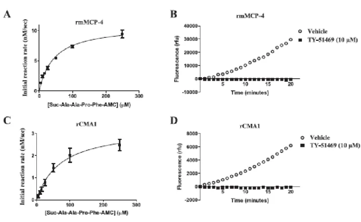 Figure 1: Fluorescence production by recombinant enzymes. The fluorescence-production rate of  recombinant mMCP-4 (A; n = 7) and CMA1 (C; n = 6) was measured at different fluorogenic  substrate concentrations of 5, 10, 15, 25, 50, 100 or 250 µM