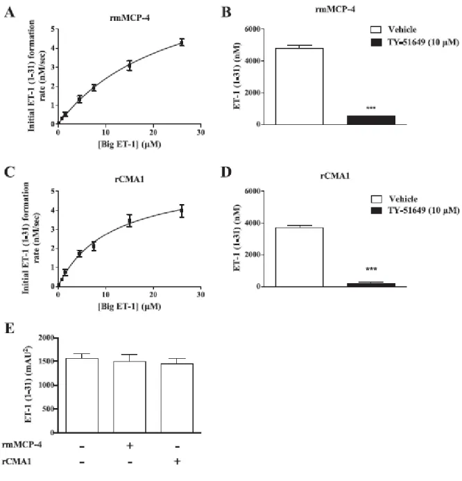 Figure  2:  Big  ET-1  is  converted  to  ET-1  (1–31)  by  recombinant  enzymes.  The  rate  of  reactions at different concentrations of Big ET-1 of 0.15, 0.75, 1.5, 4.5, 7.5, 15 or 26 µM for  recombinant  mMCP-4  (A;  n  =  6)  and  recombinant  CMA1  (