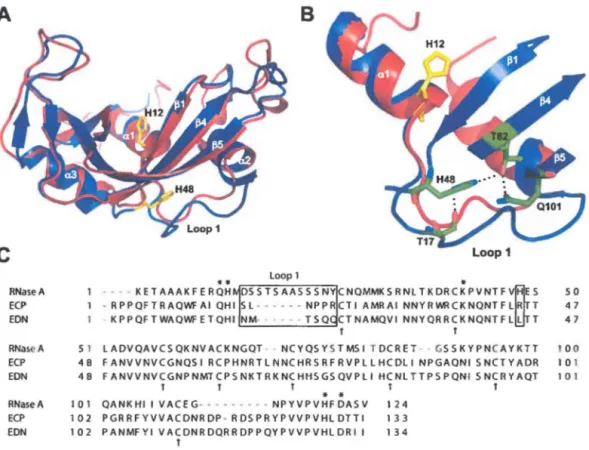 Figure 5. Comparaison structurale entre  la  RNase A et  ECP. A)  Superposition structurale de la RNase A (bleu, PDB  IFS3) et  ECP  (rouge,  PDB  IDYT)
