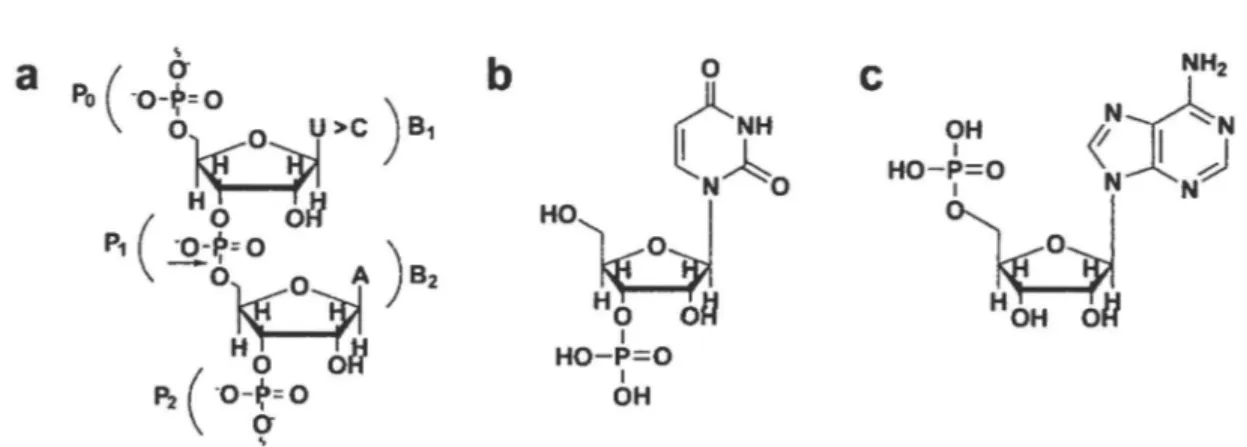 FIGURE 1. Substrates and products of a ribonuclease reaction.  (a) Schematic representation of a 