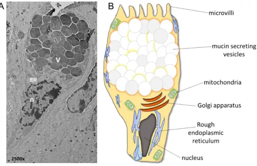Fig.  2:  Structure  of  intestinal  goblets  cells.  A)  Electron  micrograph  of  ileal  goblets  cells