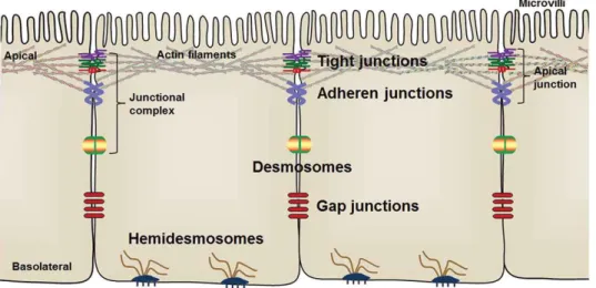 Fig. 3: Distribution of the intercellular junctional complex among intestinal epithelial cells