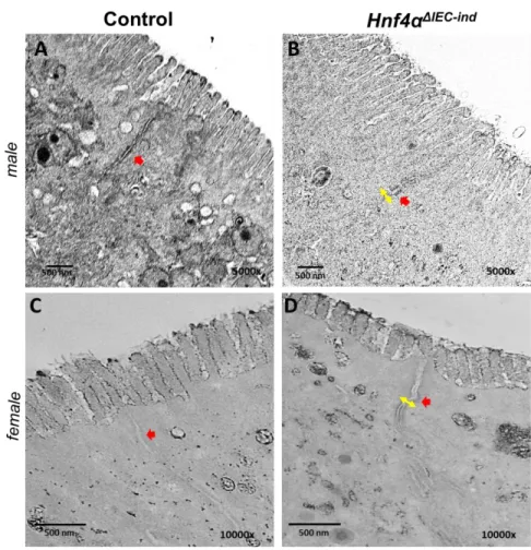 Fig. 7: Distension of the apical complex junctions in the absence of HNF4α. Electron microscopy images  showing  the  intercellular  space  within  apical  complex  junctions  of  control  (A:  male  and  C:  female)  and  Hnf4a ΔIEC-ind  mice (B: male and