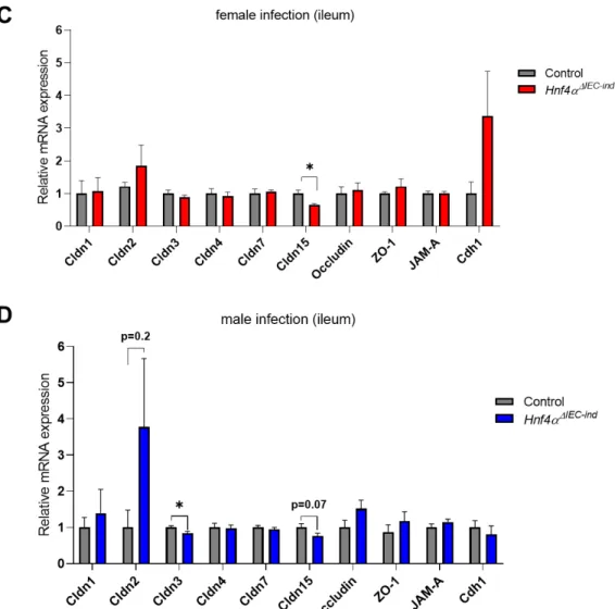 Fig. 8: Expression of cell junction-associated components in the intestine of mice deleted for Hnf4a