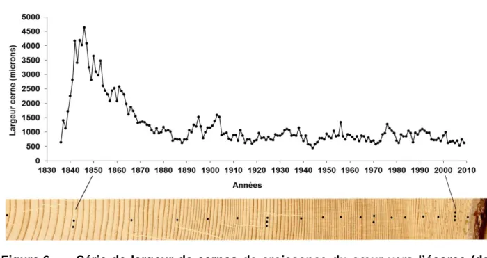 Figure 6  Série  de  largeur  de cernes  de croissance du cœur vers l’écorce (de  gauche  à  droite)  d’une  épinette  blanche  (Picea  glauca  [Moench] 