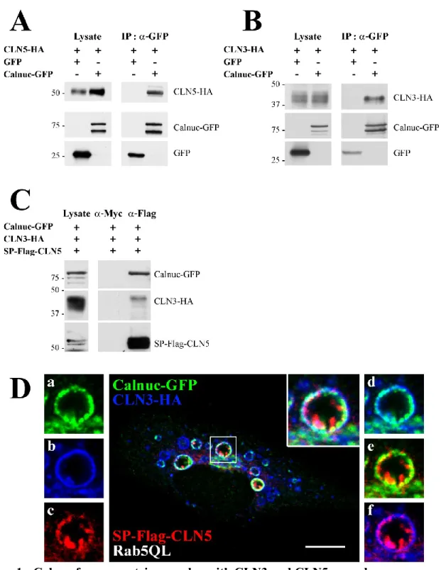 Figure 1 - Calnuc form a protein complex with CLN3 and CLN5 on endosomes. 