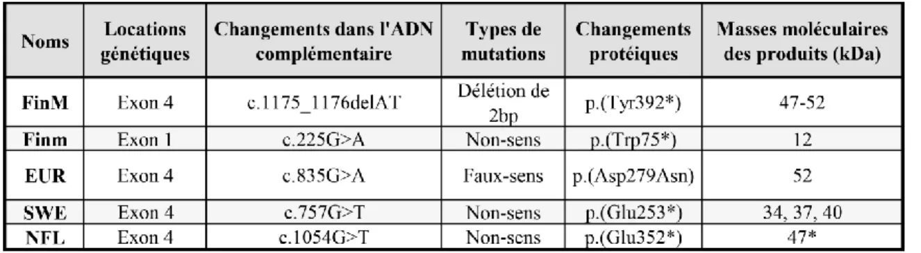 Tableau 2 - Principales mutations dans CLN5. 