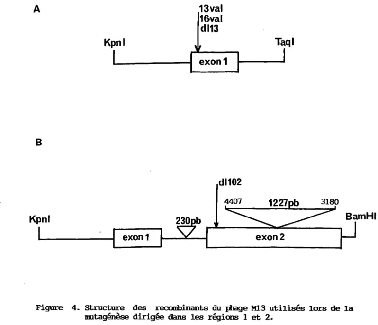 Figure  4.  Structure  des  recœibinants  du  phage  Ml.3  utilisés lors  de  la  mutagénèse  dirigée  dans  les régions  1  et  2