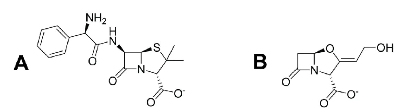 Figure 1.2.   Structure chimique de (A) l’ampicilline, un β-lactame, et du (B) clavulanate, un inhibiteur de β- β-lactamases