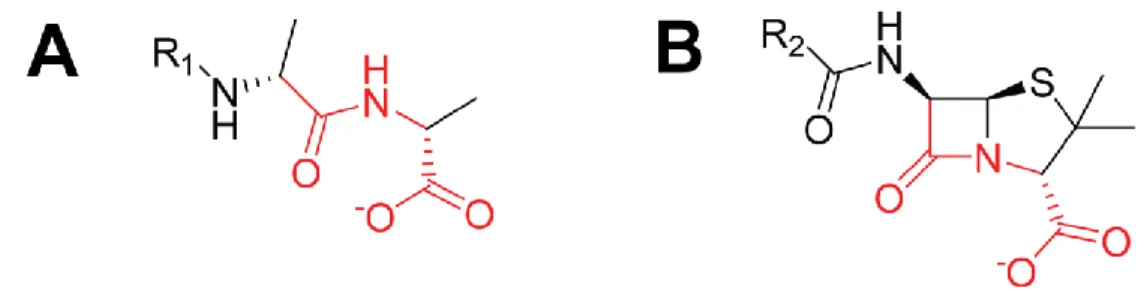 Figure 1.3.   Comparaison  de  la  structure  chimique  du  (A)  D -alanyl- D -alanine  et  d’un  (B)  β-lactame  de  type  péname