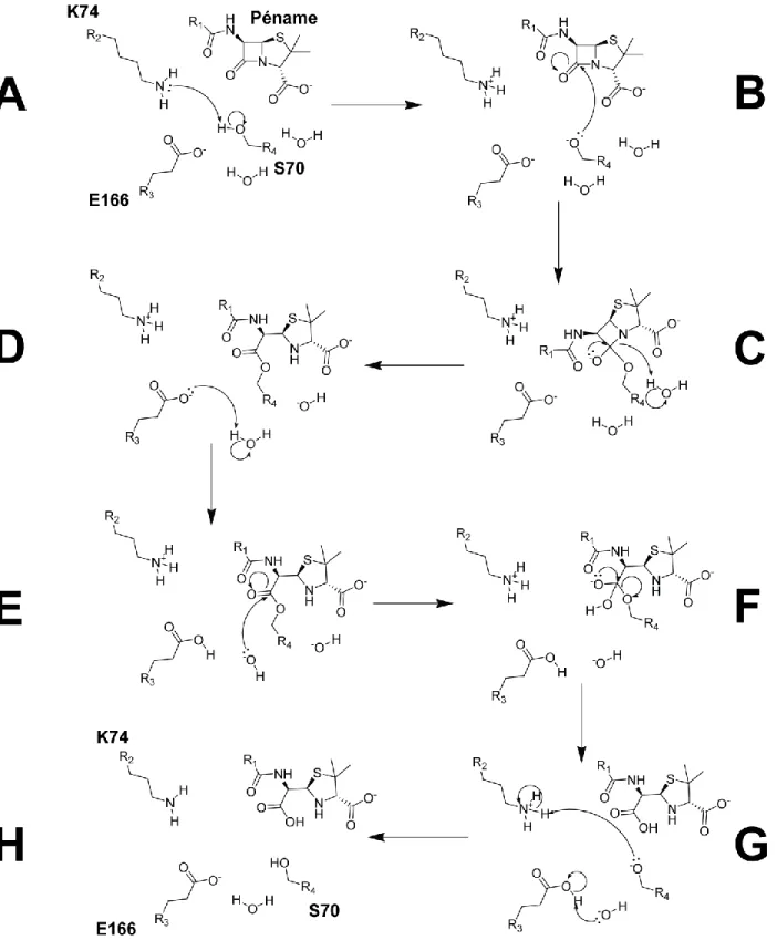 Figure 1.4.   Mécanisme réactionnel de l’hydrolyse d’un péname par BlaC. (A) La lysine 74 active la sérine 70  pour lui permettre (B) d’effectuer une attaque nucléophile sur le β-lactame, ce qui a pour effet  (C)  d’ouvrir  le  β-lactame